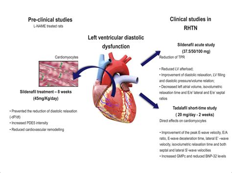 mildly impaired lv systolic function|mild lv systolic dysfunction means.